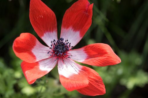 flower red red flower