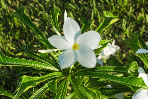 flower white spring