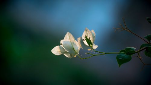 flower white spring