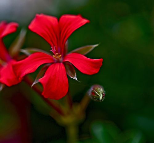 flower geranium pelargonium thapsus