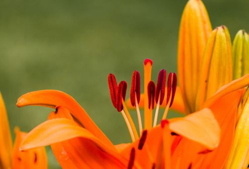 flower lily blossom