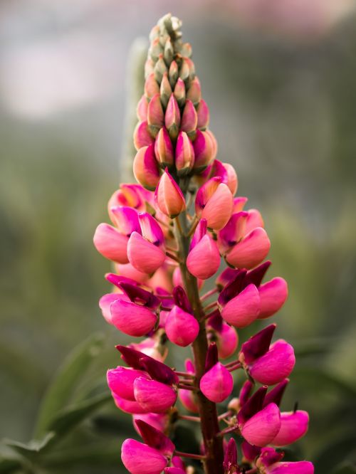 flower lupine blossom