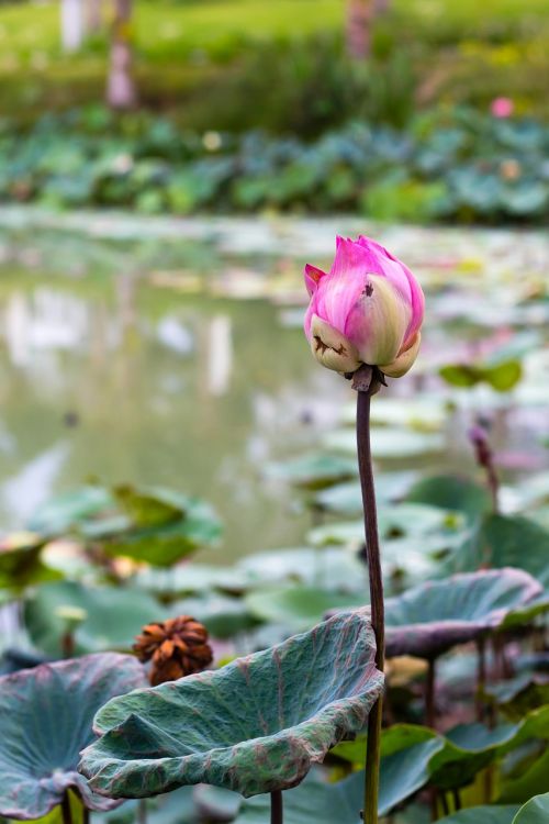 flower lotus write