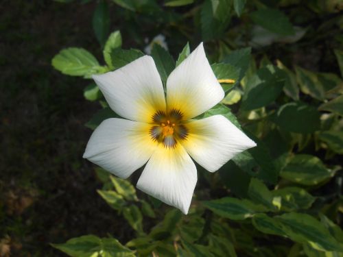 flower white plant