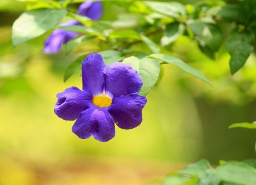 flower garden nature