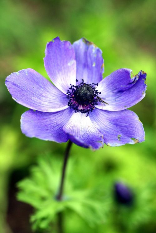 flower purple garden