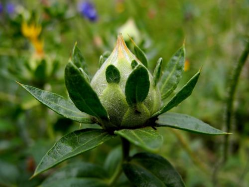 flower bud green