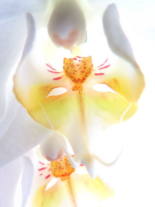 flower orchid white blossom
