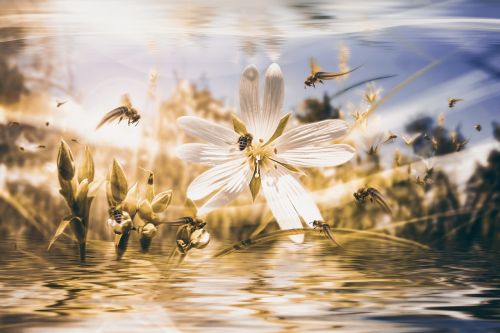 flower water pond