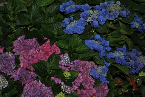 flower summer hydrangea