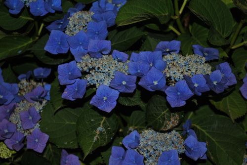 flower summer hydrangea