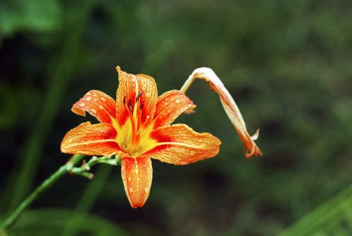 flower orange lily