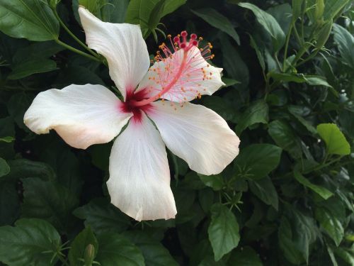 flower white flower hibiscus