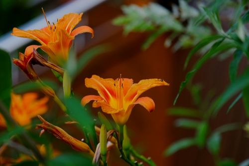 flower flowers orange