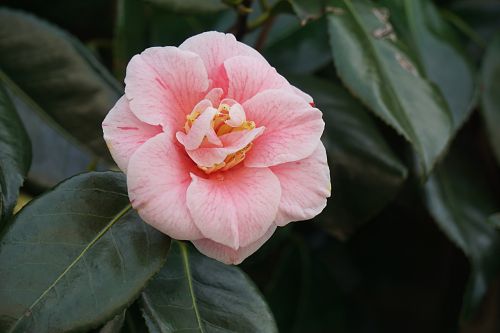 flower japan quince flowering
