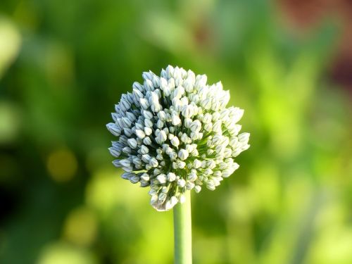 flower garlic nature