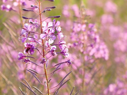 flower plant summer