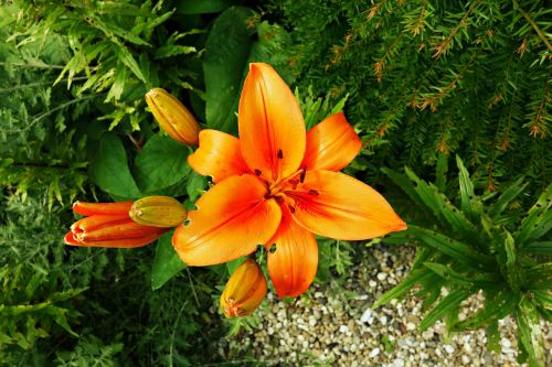 flower orange orange flower