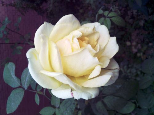 flower rose light yellow