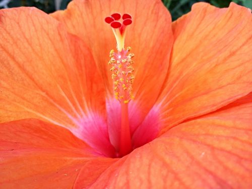 orange hibiscus flower nature