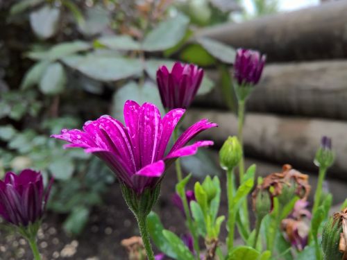 flower purple rain