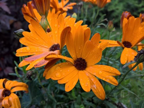 flower orange rain