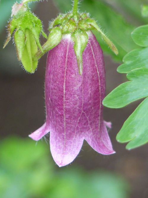 flower purple plant