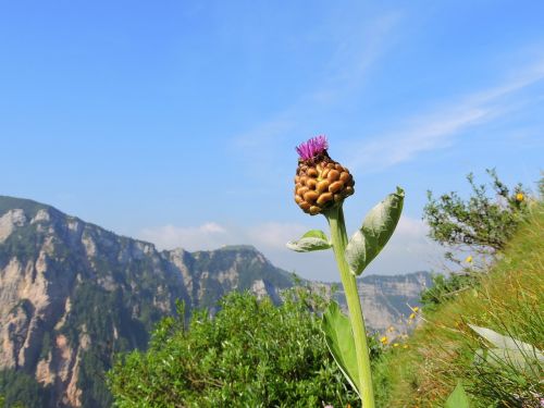 flower mountain sky