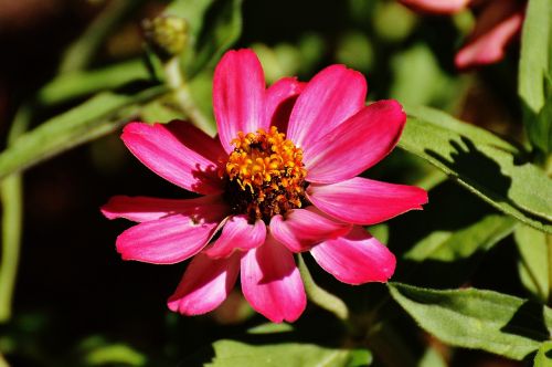 zinnia flower pink