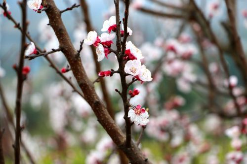 flower peach blossom spring