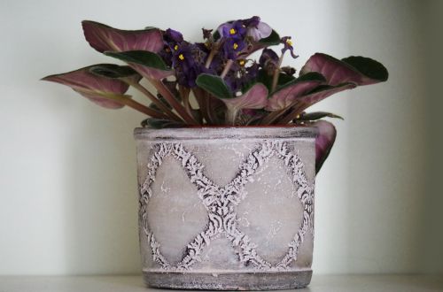 flower flower pot violet