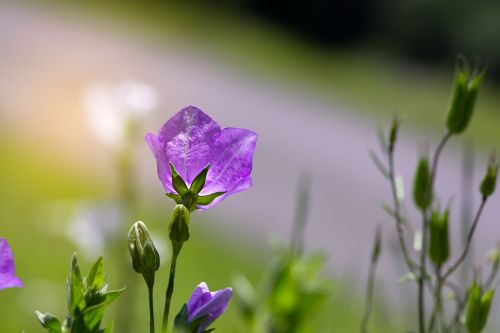 flower bellflower violet