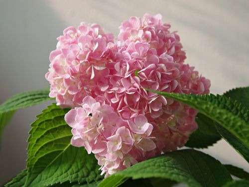 flowers hydrangeas pink