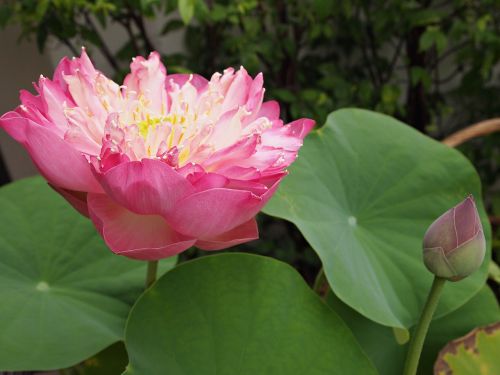 flowers lotus pink