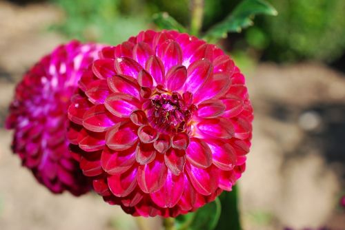 flower nursery garden