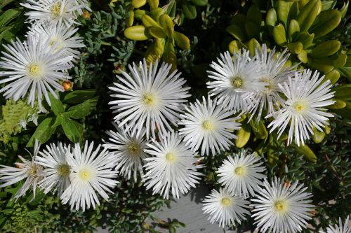 flower white aster