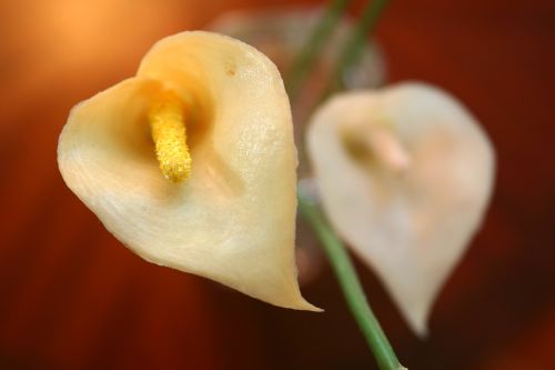 flower petals close-up