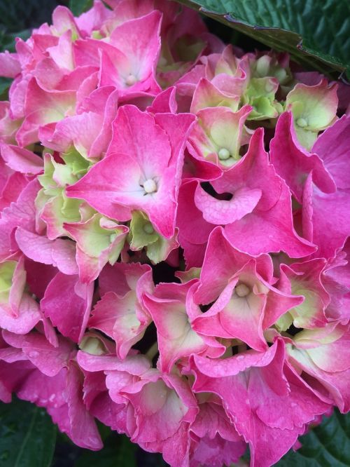 hydrangea flower pink