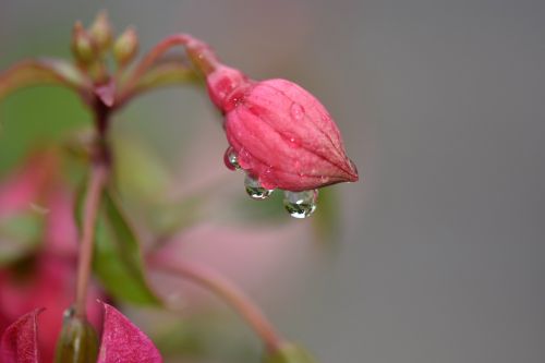 flower rain pink flower