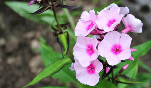 phlox flame flower flower