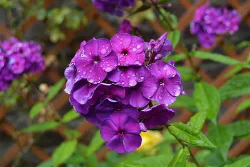 flower blue rain