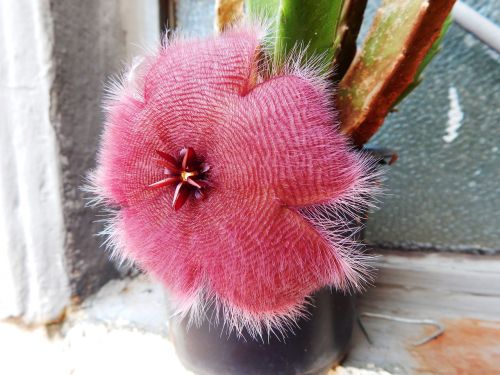 flower red flower hairy flower