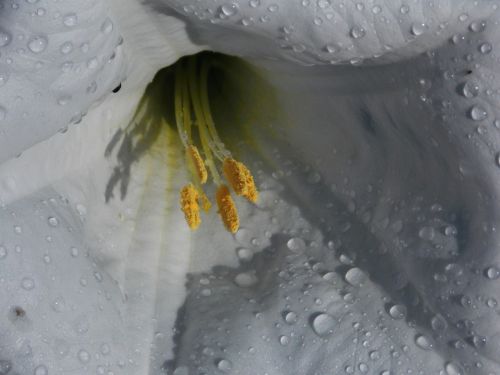 flower dew white