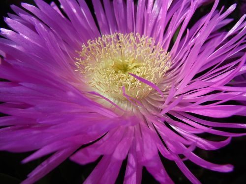 flower pollen nature