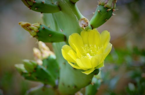flower cactus cactus flower