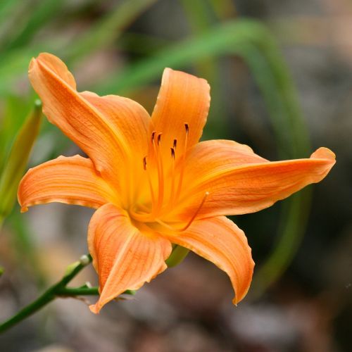 flower orange petal