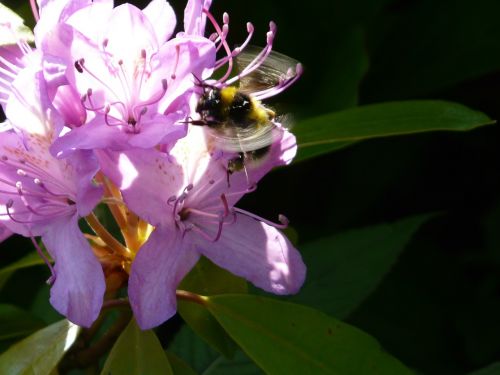 flower bumblebee flowering