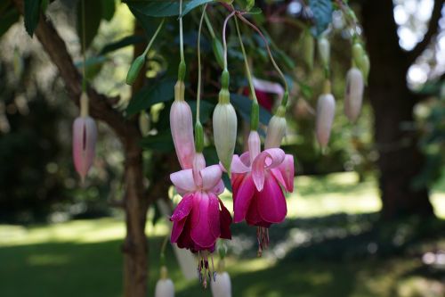 flower fuchsia botanical garden