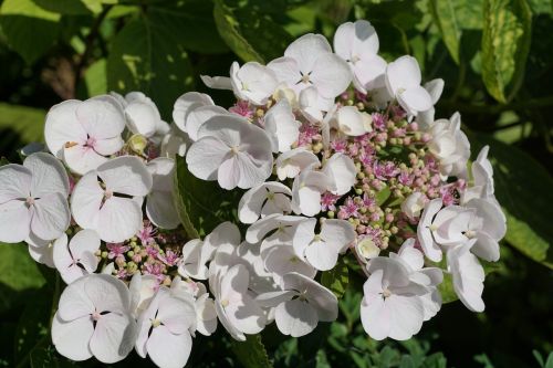 flower white plant