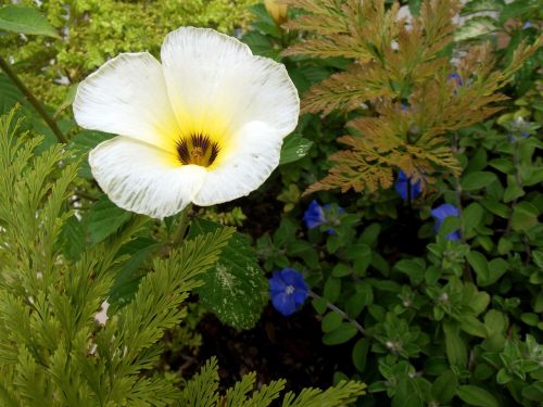 flowers white alder turnera subulata